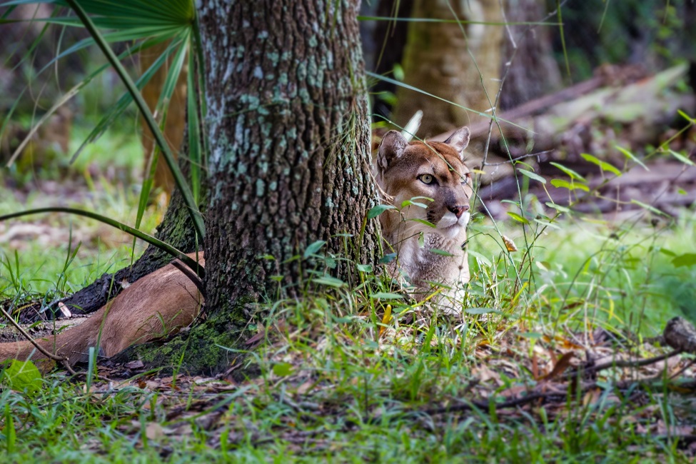 Utility-scale Solar Energy Impedes Endangered Florida Panthers