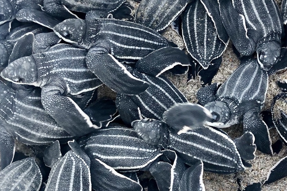 Study Finds Why Baby Leatherback Marine Turtles Can’t ‘See the Sea’