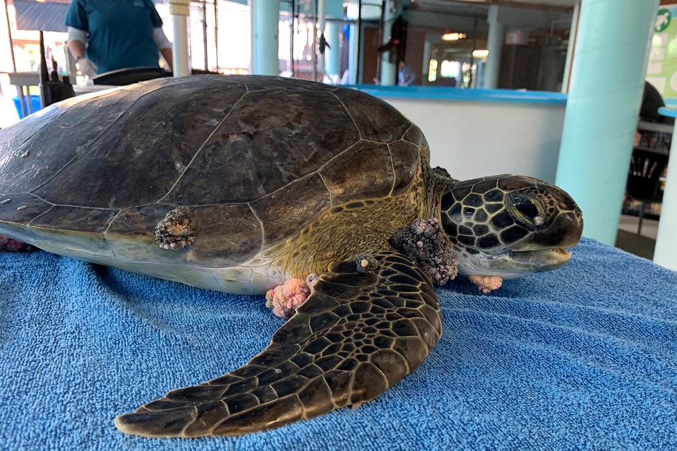 Sunlight’s Healing Effects Help Green Sea Turtles With Tumors 🐢