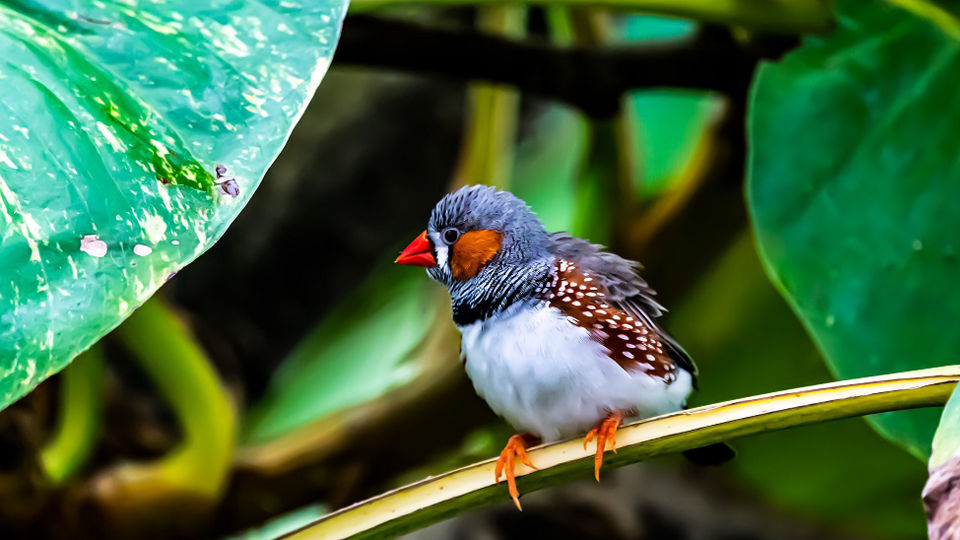 Noise from Urban Environments Affects the Color of Songbirds’ Beaks